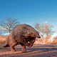 Illustration for article titled Roxy, the Pangolin, wishes you all a safe Thursday
